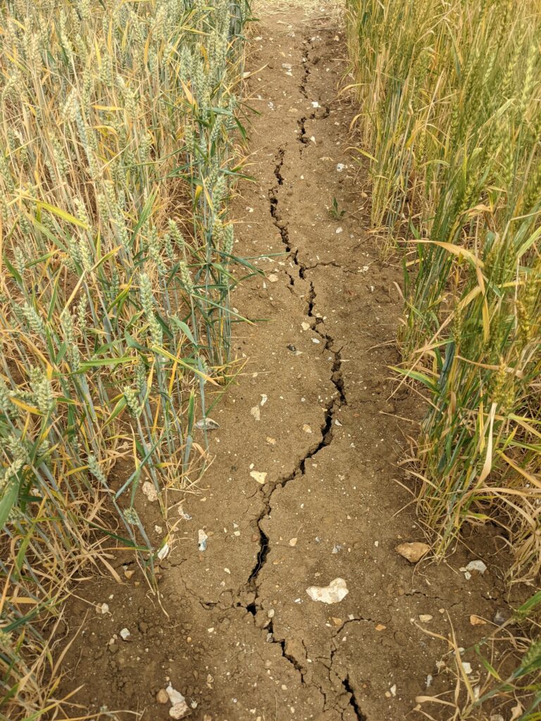 Exitosa jornada promovió la protección de los suelos y la seguridad alimentaria en Colombia